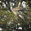 [Buse variable]