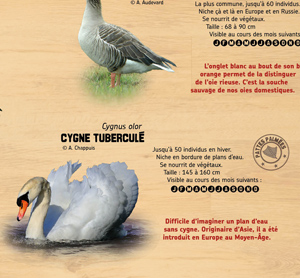 [Cygne]