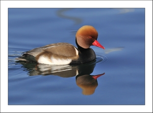 [Nette rousse]