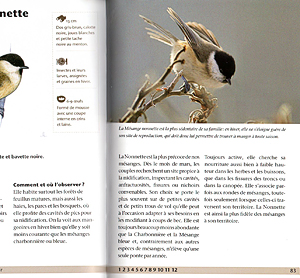 [Oiseaux jardins 2]