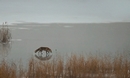 [Renard]