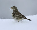 [Pipit]